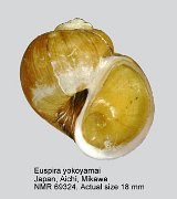 Euspira yokoyamai (2)